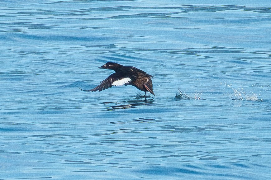 Белокрылый турпан - ML644682073