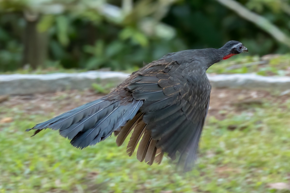 チャバネシャクケイ - ML644682074