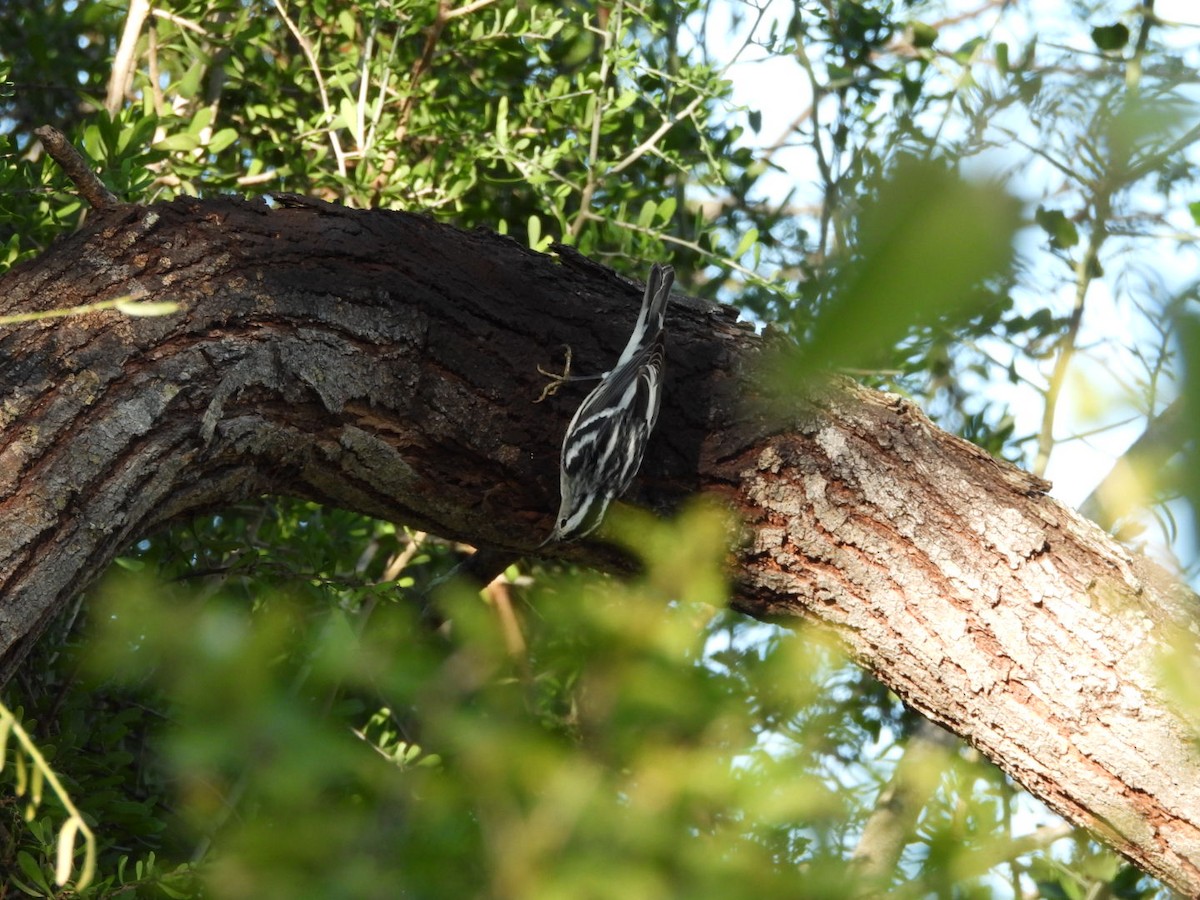 Пищуховая древесница - ML644682075