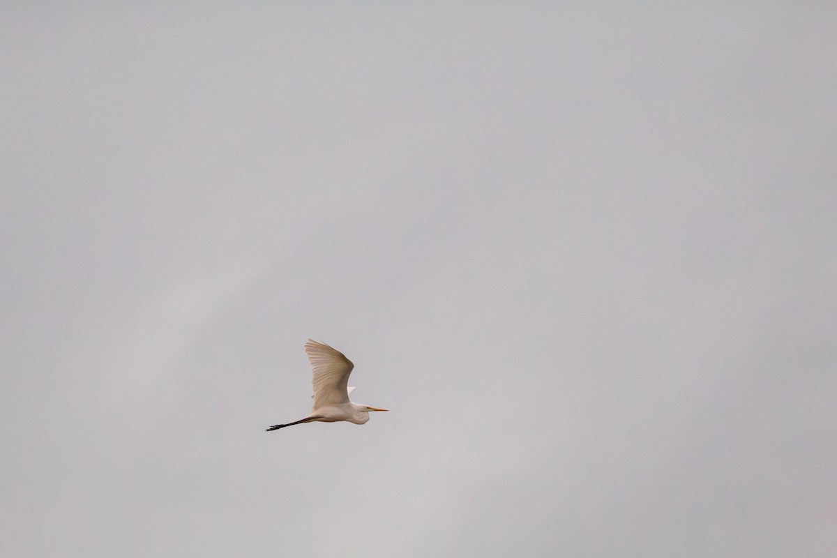 Большая белая цапля - ML644682076