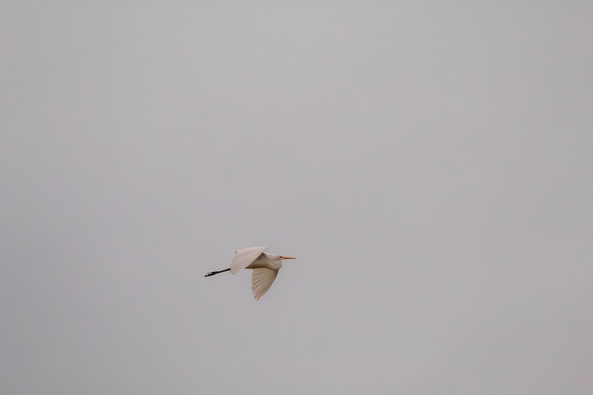 Большая белая цапля - ML644682077