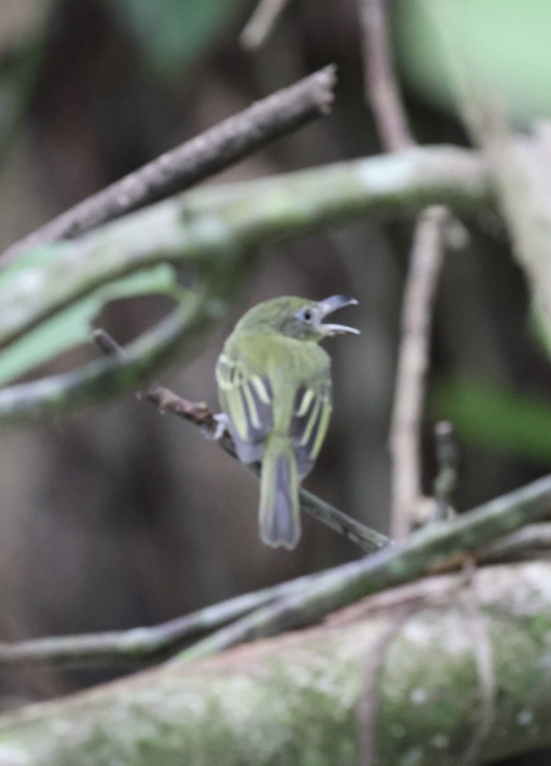 Southern Bentbill - ML644682078