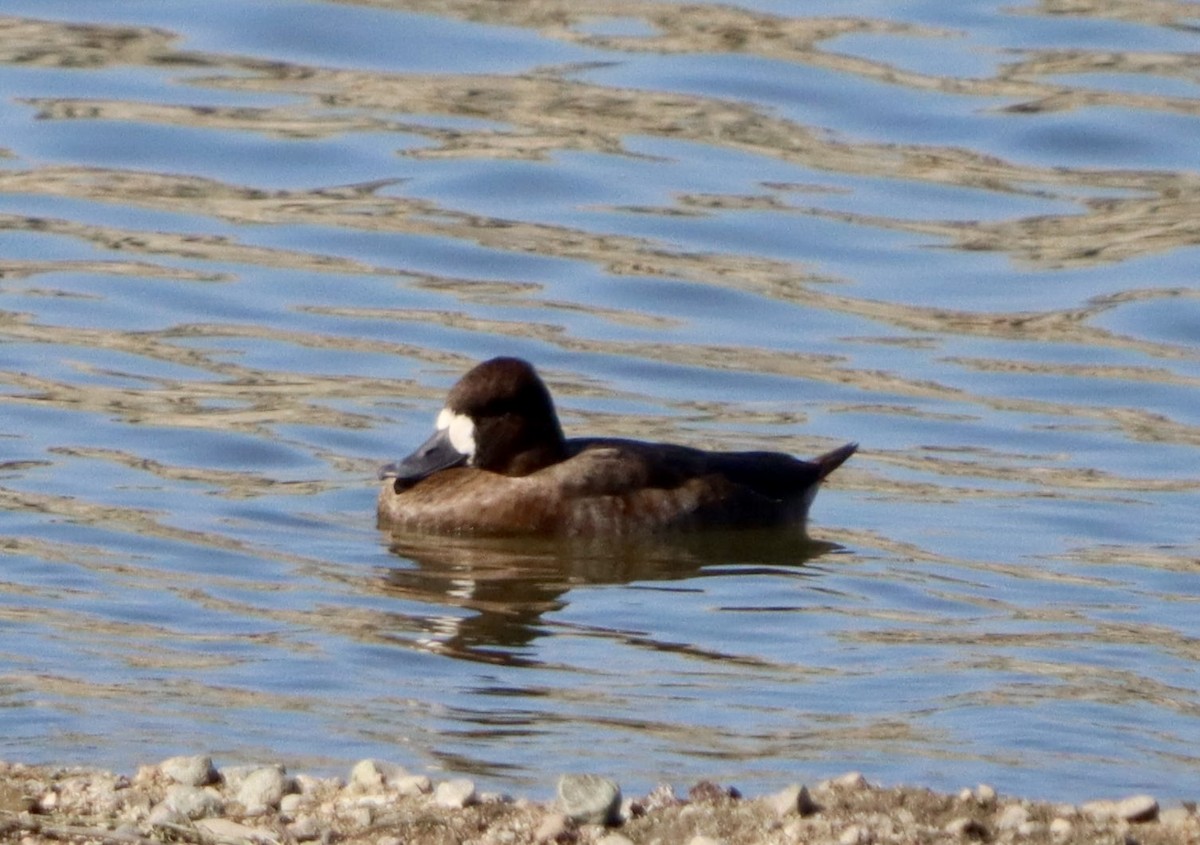 Lesser Scaup - ML644682085