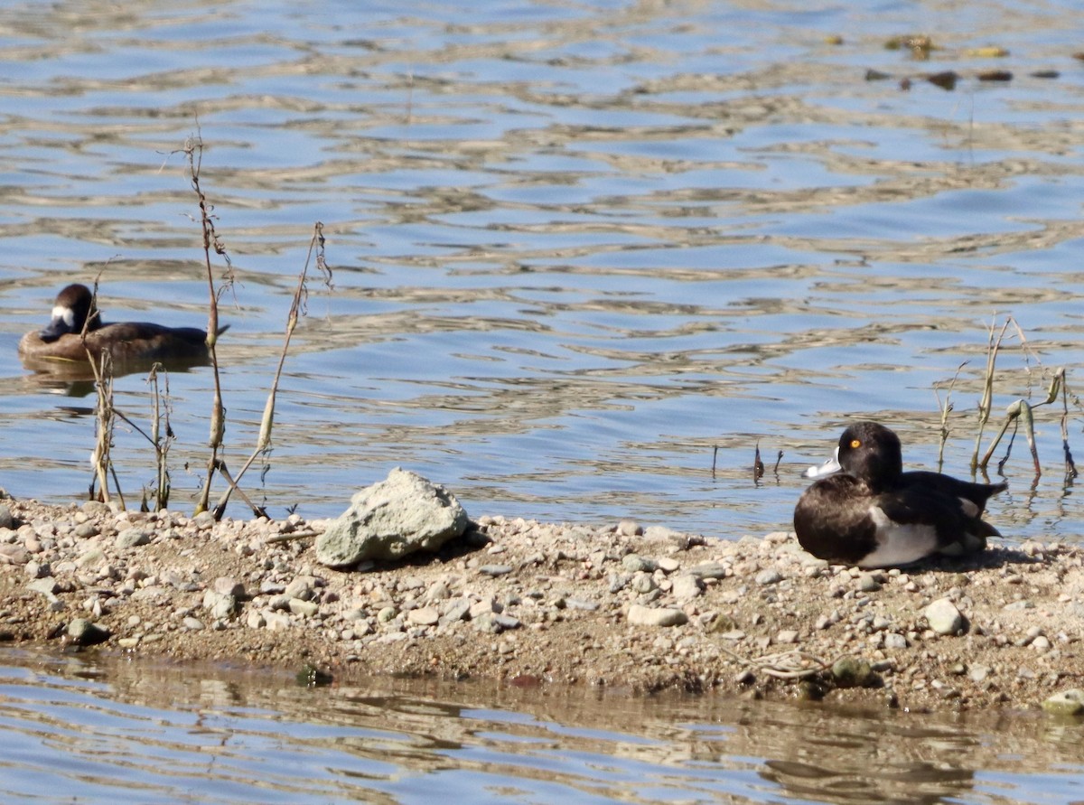 Lesser Scaup - ML644682086