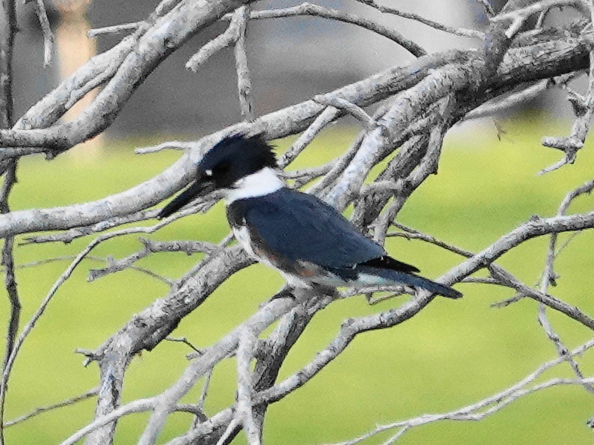 Martin handi iparramerikarra - ML644682092