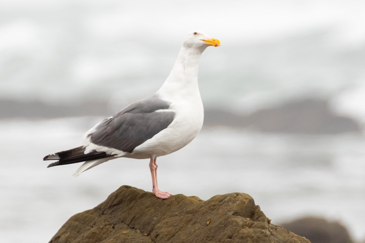 Gaviota Occidental - ML644682093