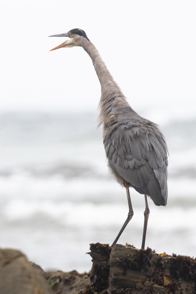 Great Blue Heron - ML644682094
