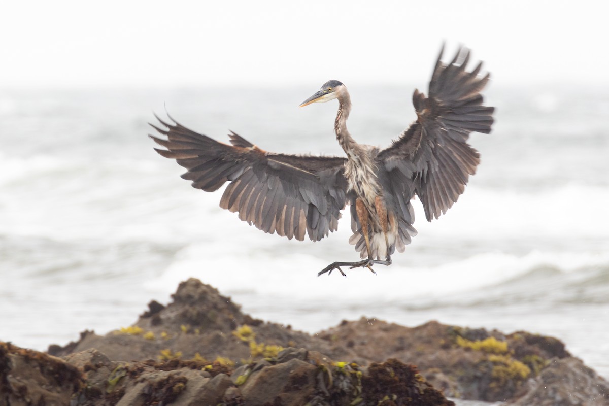 Great Blue Heron - ML644682095
