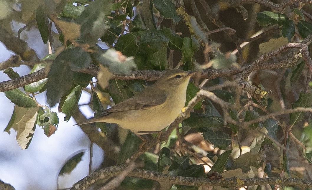 עלווית אפורה - ML644682096