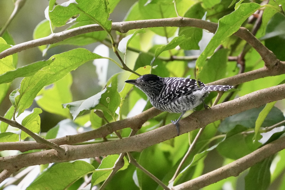 Barred Antshrike - ML644682097