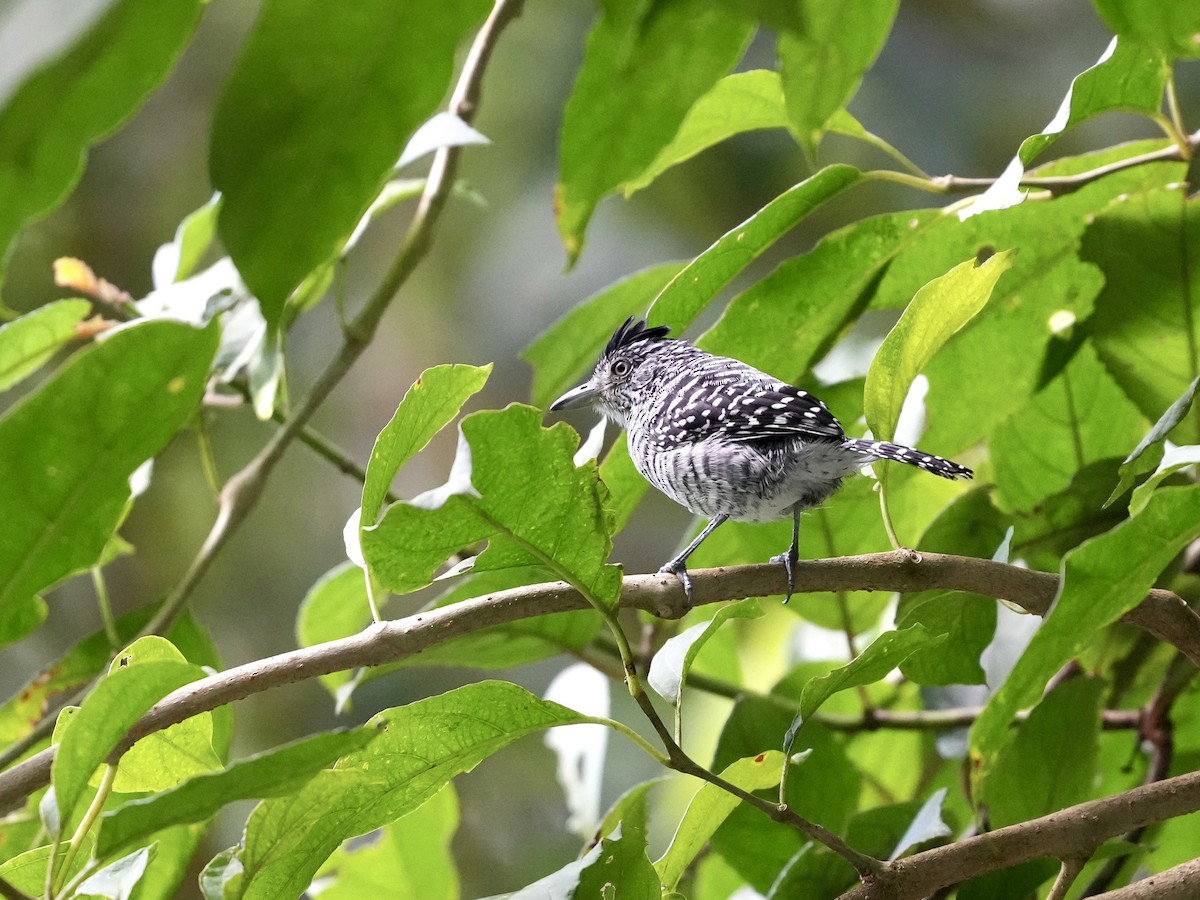 Batará Barrado - ML644682098