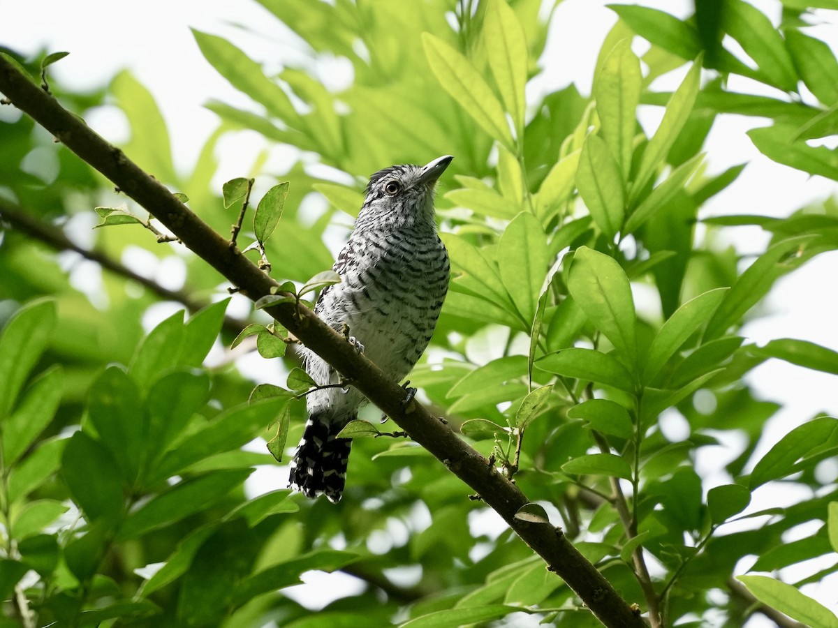 Batará Barrado - ML644682099