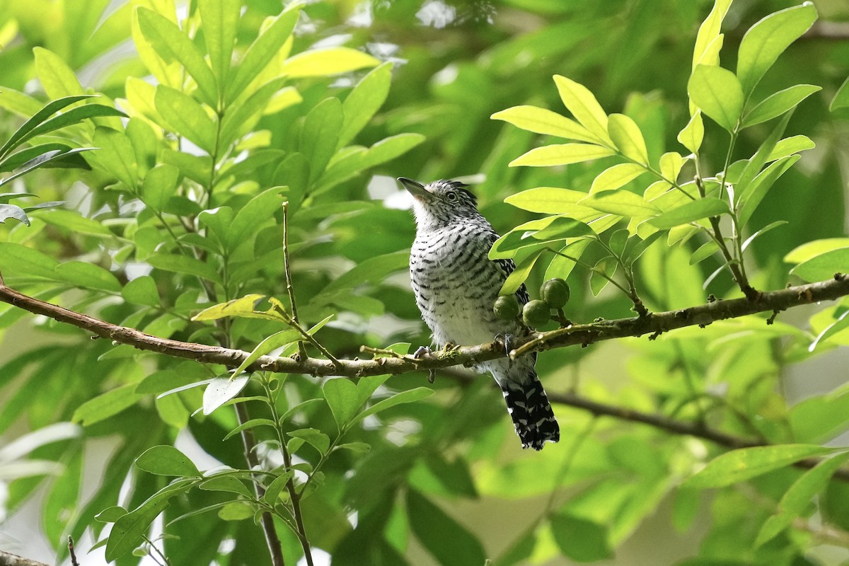 Barred Antshrike - ML644682100