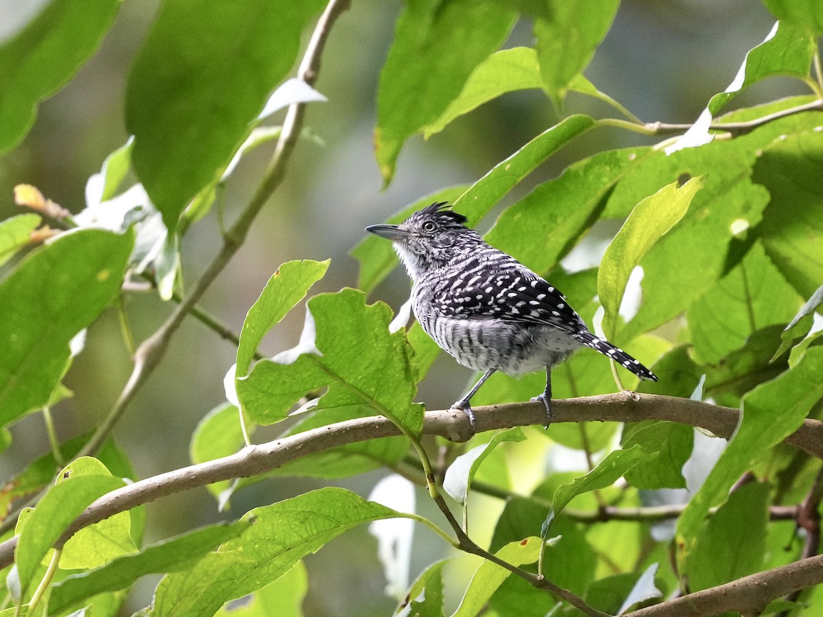 Barred Antshrike - ML644682101