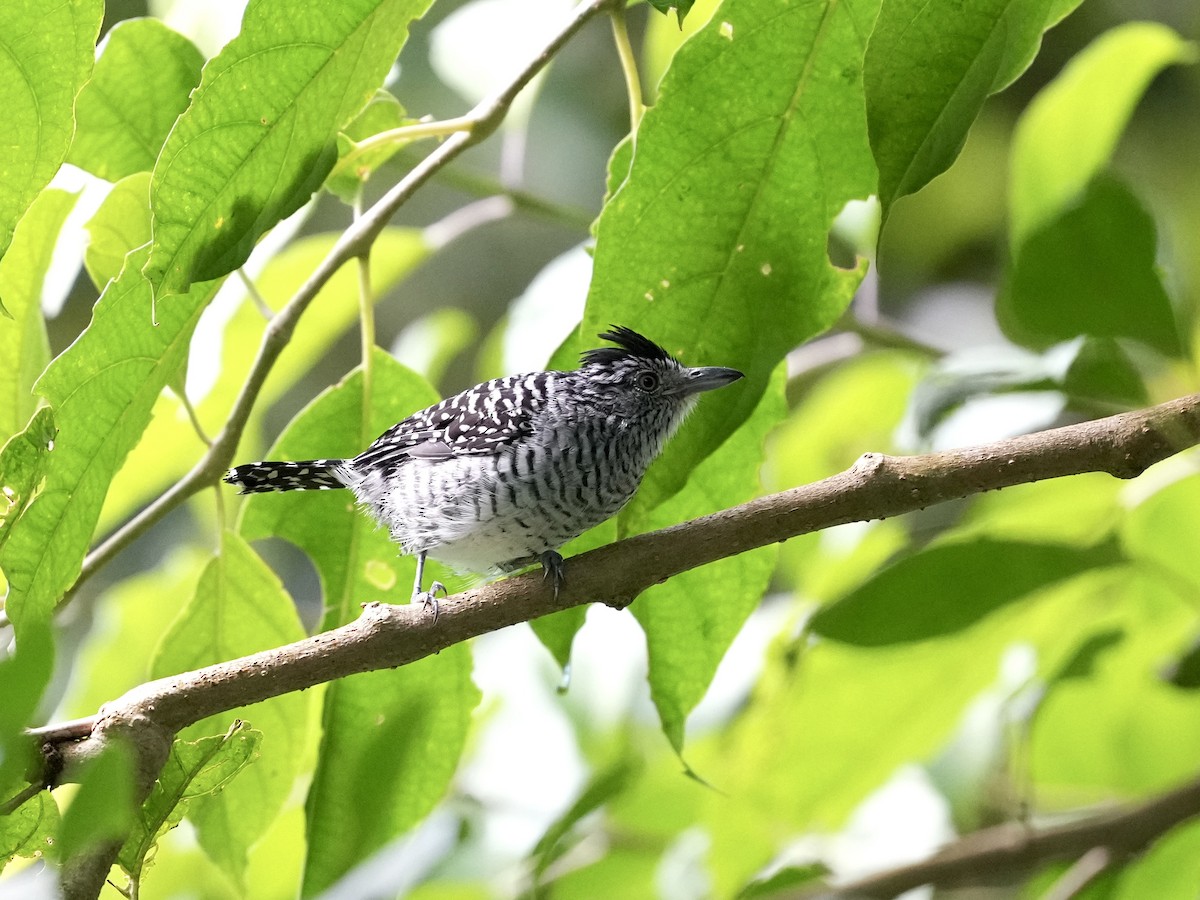 Batará Barrado - ML644682102