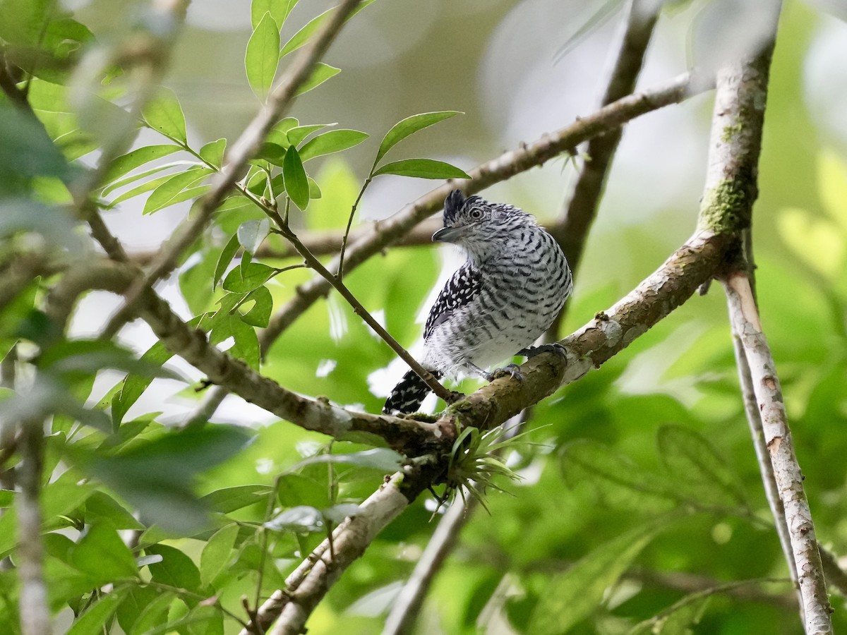 Barred Antshrike - ML644682103