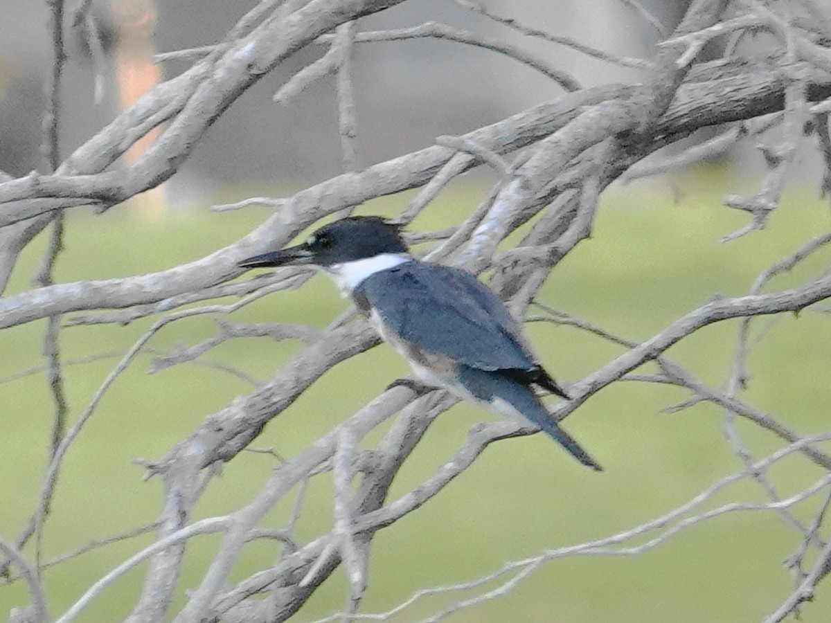 Martin handi iparramerikarra - ML644682111