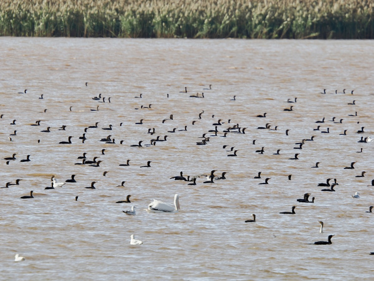 Cormoran à aigrettes - ML644682123