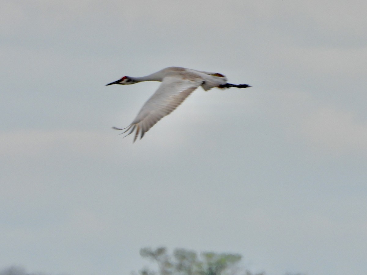Sandhill Crane - ML644682127