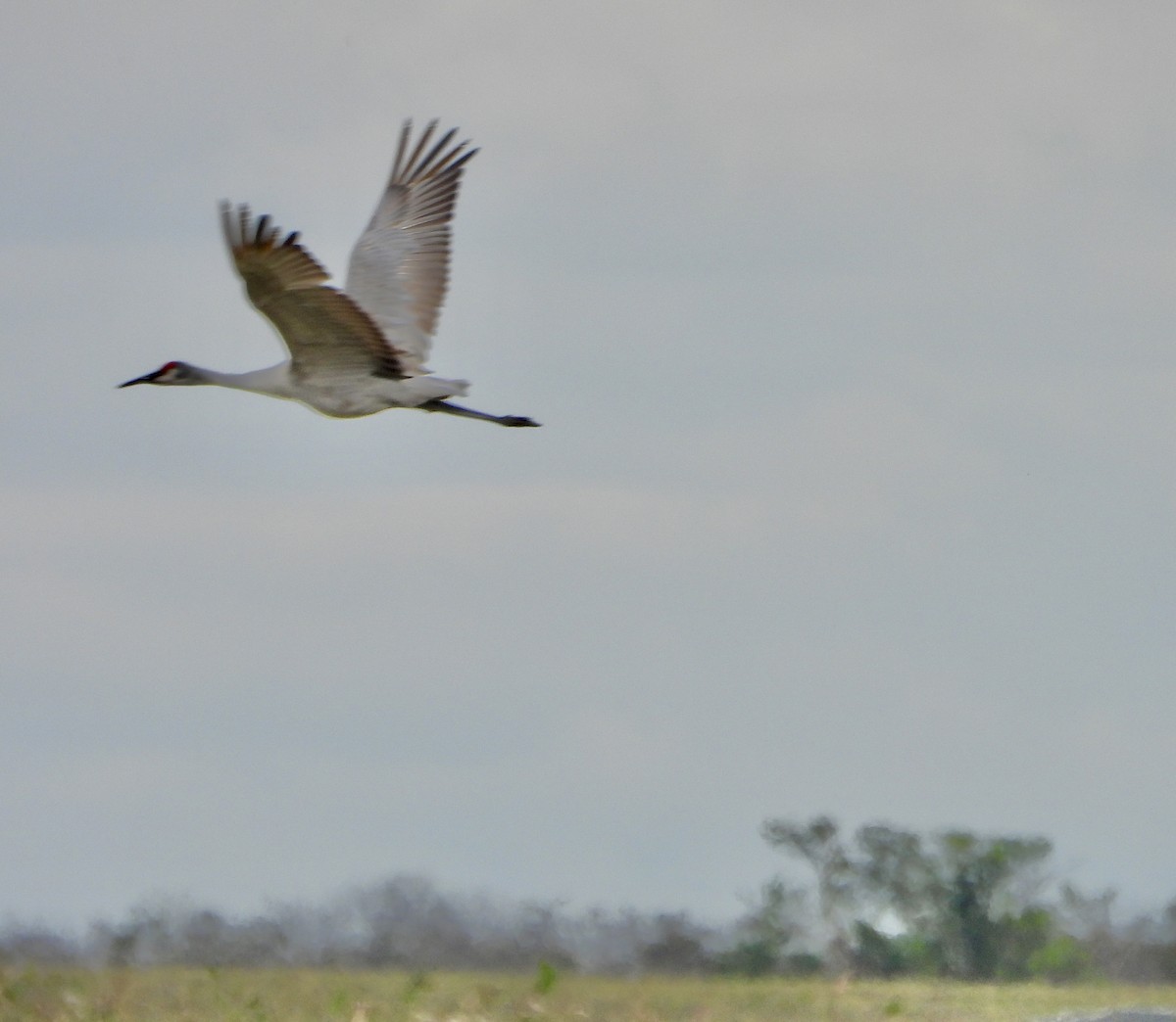 Sandhill Crane - ML644682128