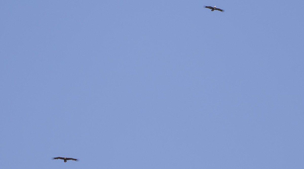 עזנייה שחורה - ML644682129