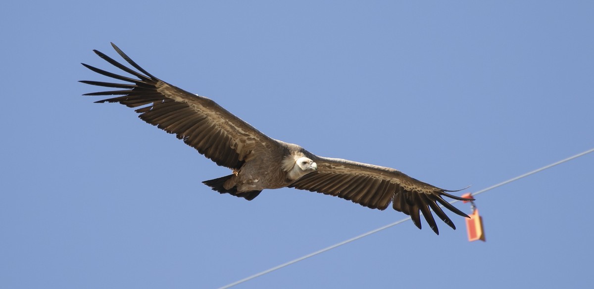 Eurasian Griffon - ML644682131