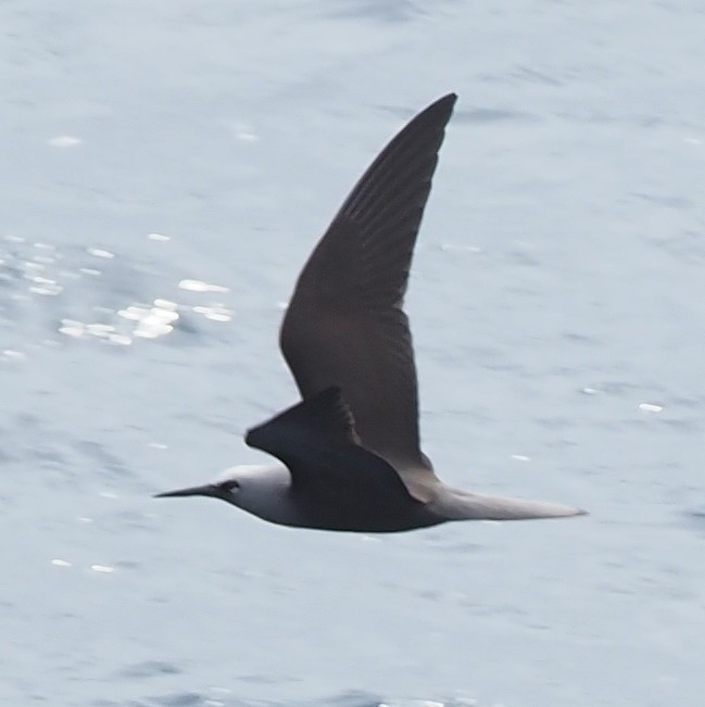 Black Noddy (melanogenys) - ML644682132