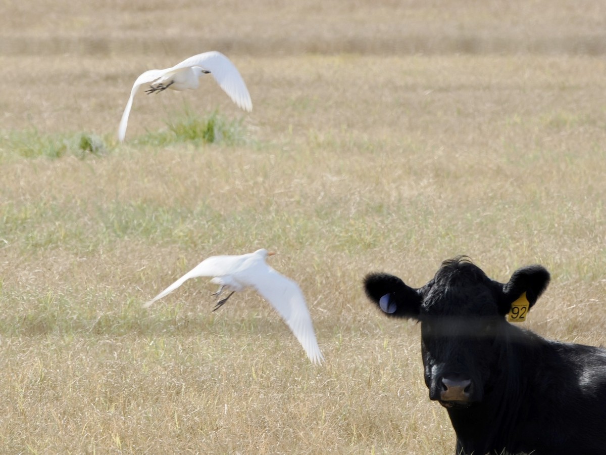 Western Cattle-Egret - ML644682134