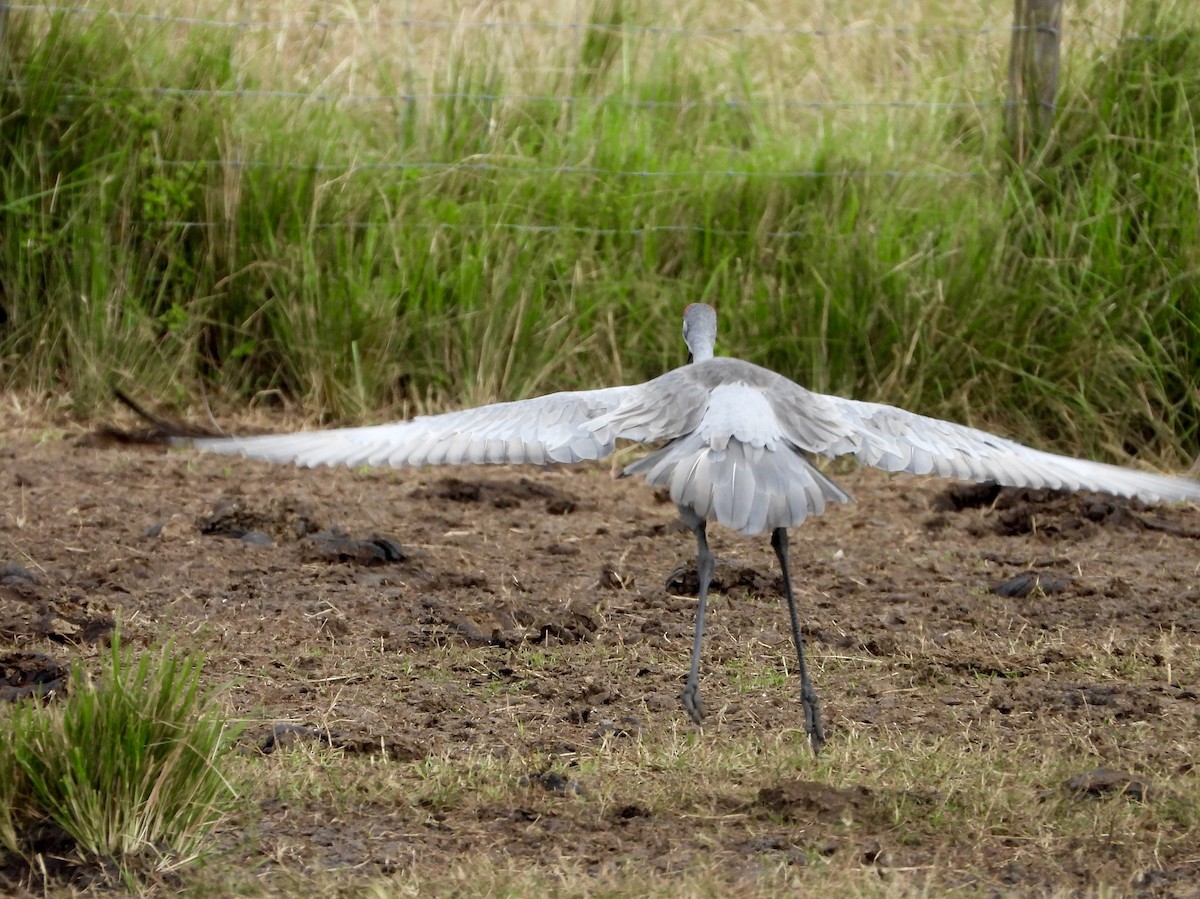 Sandhill Crane - ML644682135