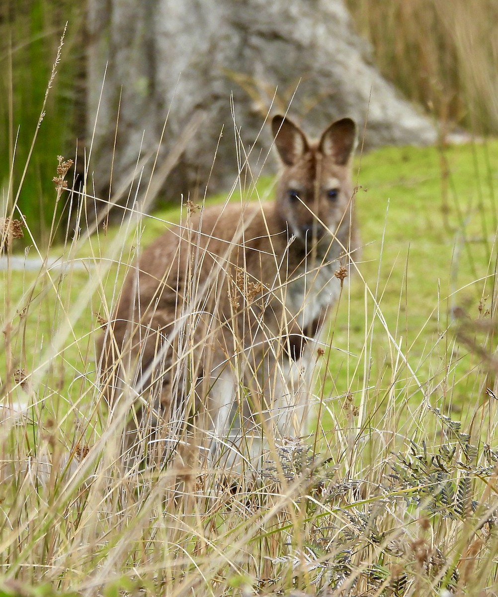 Bennett's Wallaby - ML644682137