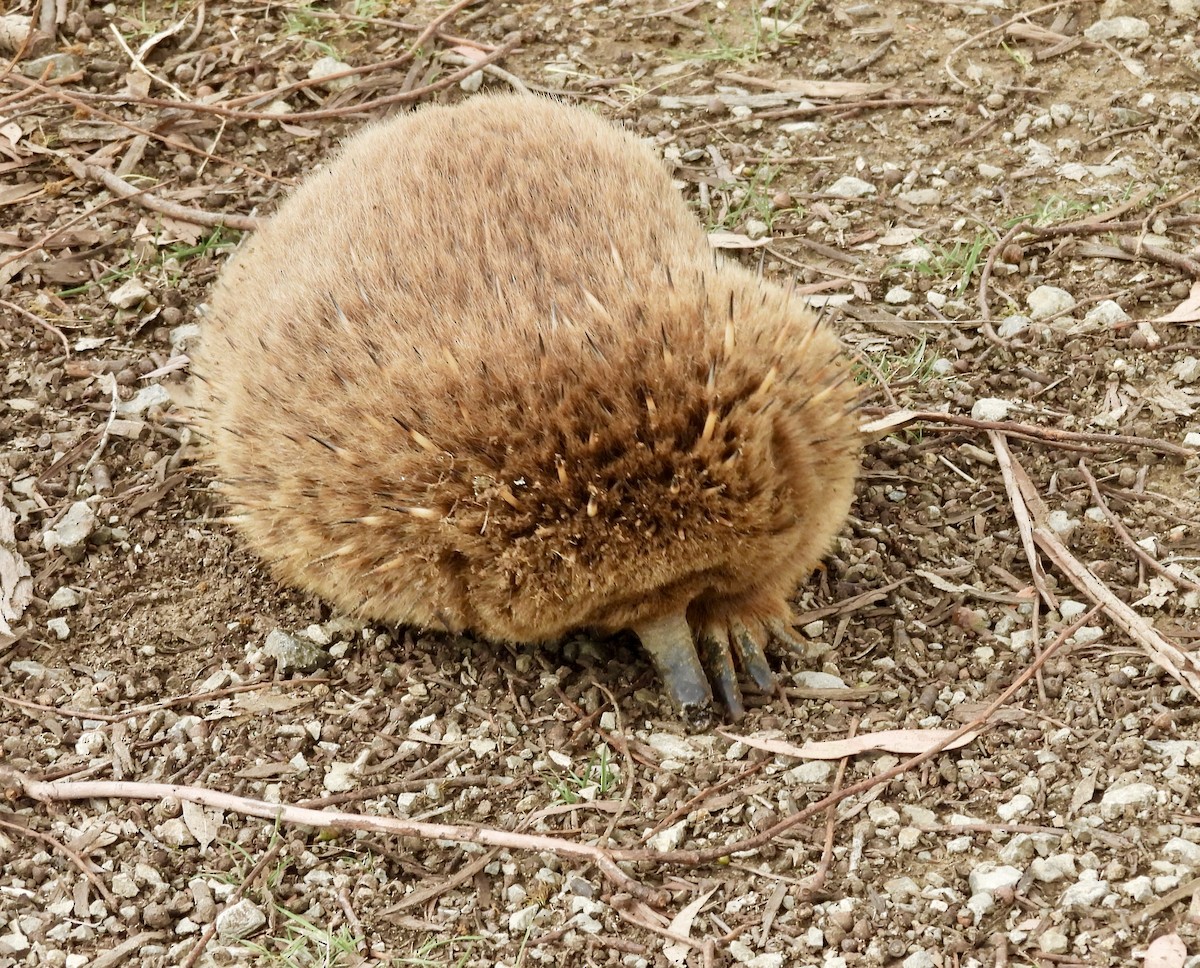 Echidnas - ML644682138
