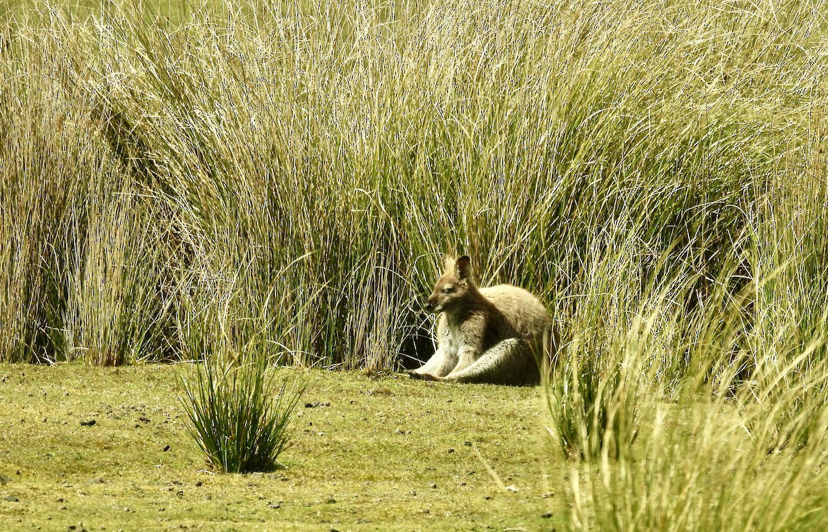 Bennett's Wallaby - ML644682139