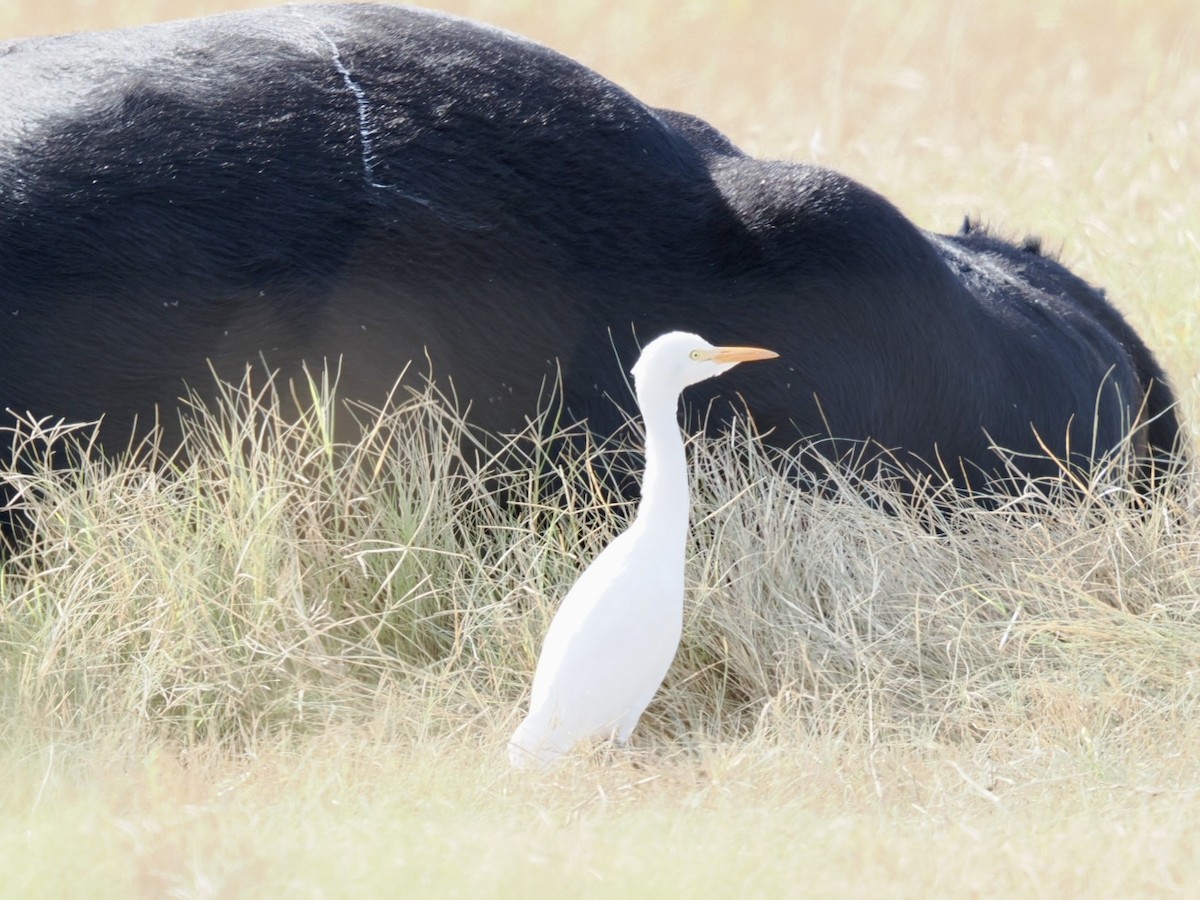 Western Cattle-Egret - ML644682140