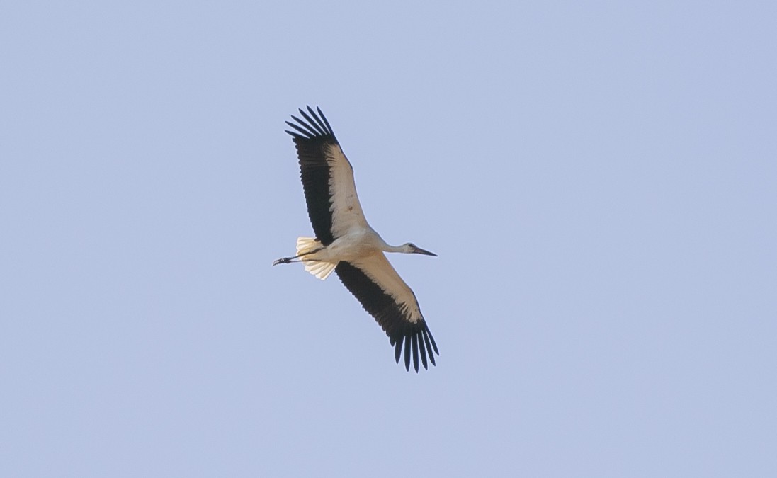 White Stork - ML644682141