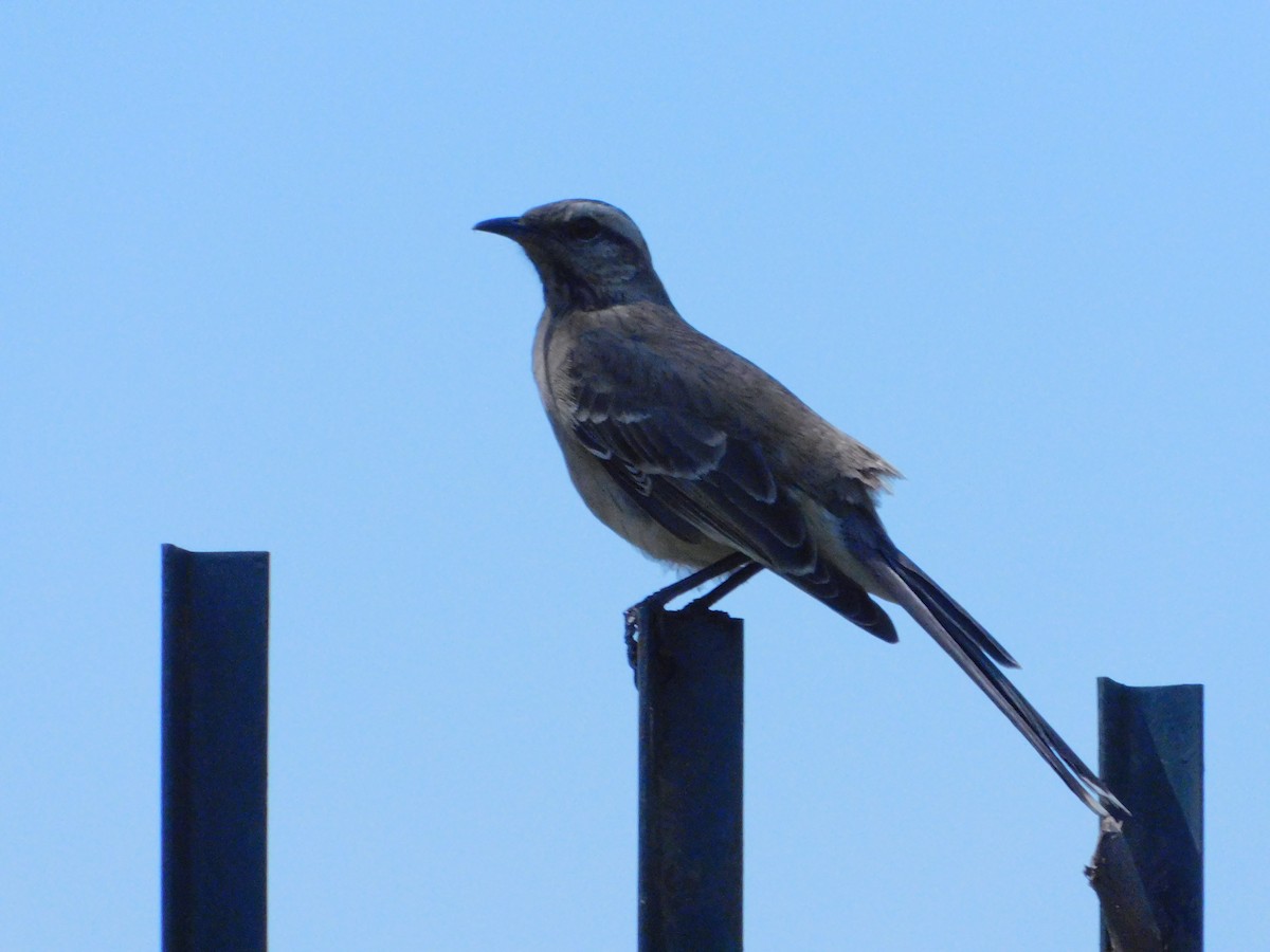 Chilean Mockingbird - ML644682142