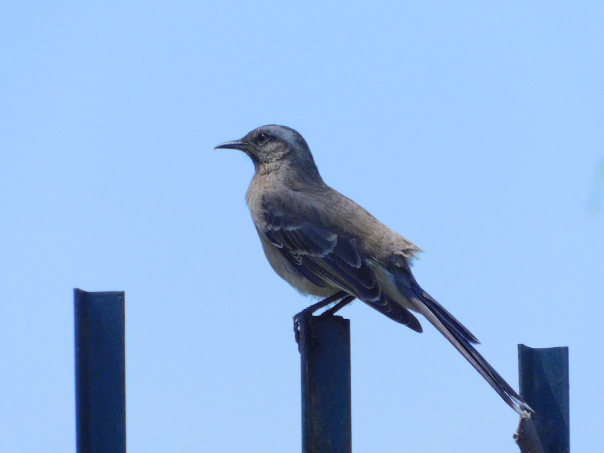 Chilean Mockingbird - ML644682143