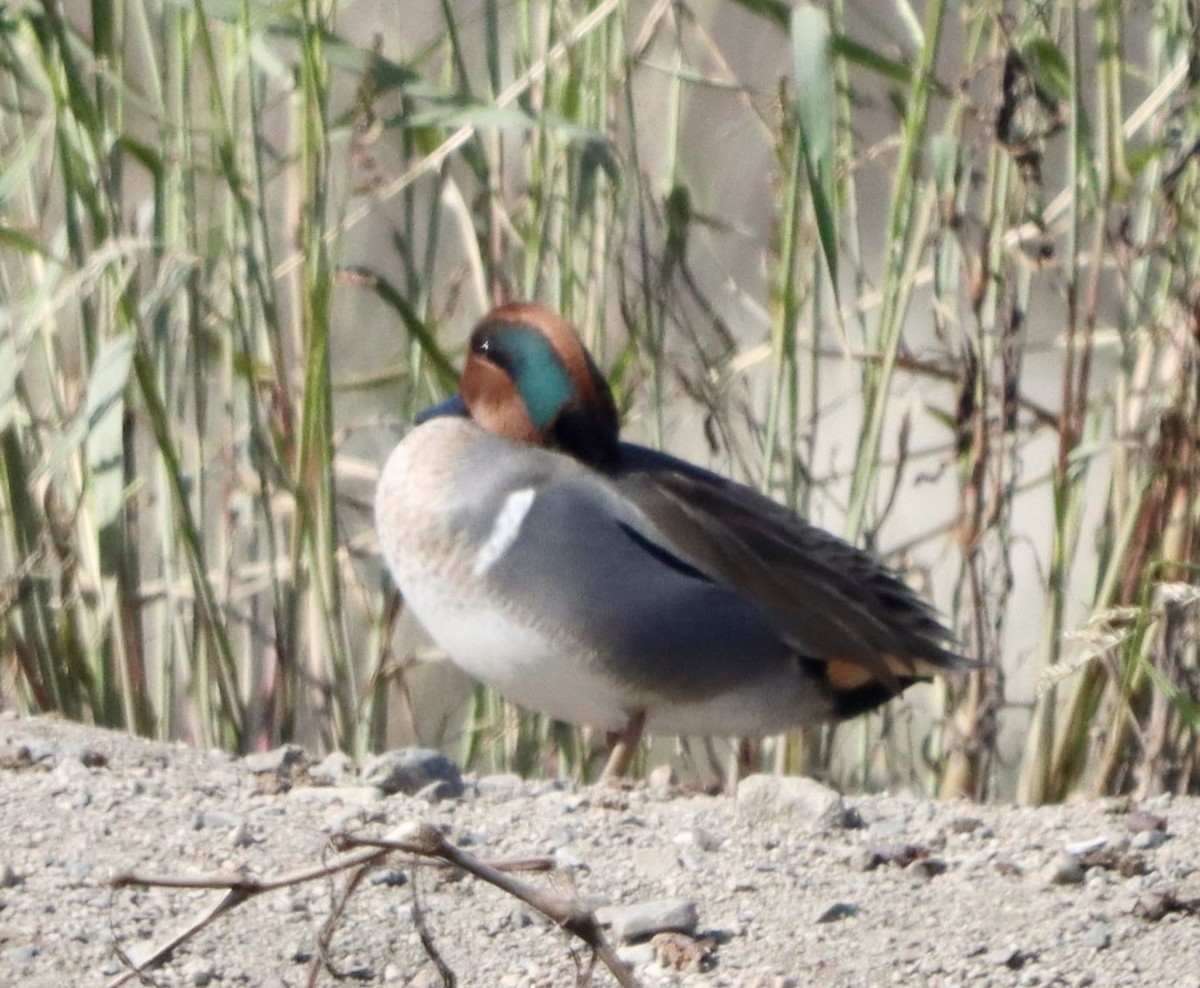 Green-winged Teal - ML644682144