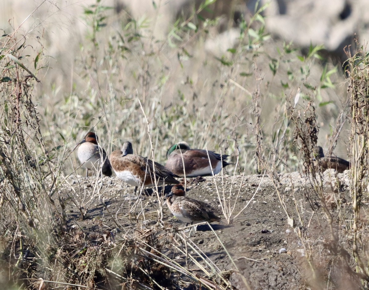 Green-winged Teal - ML644682145
