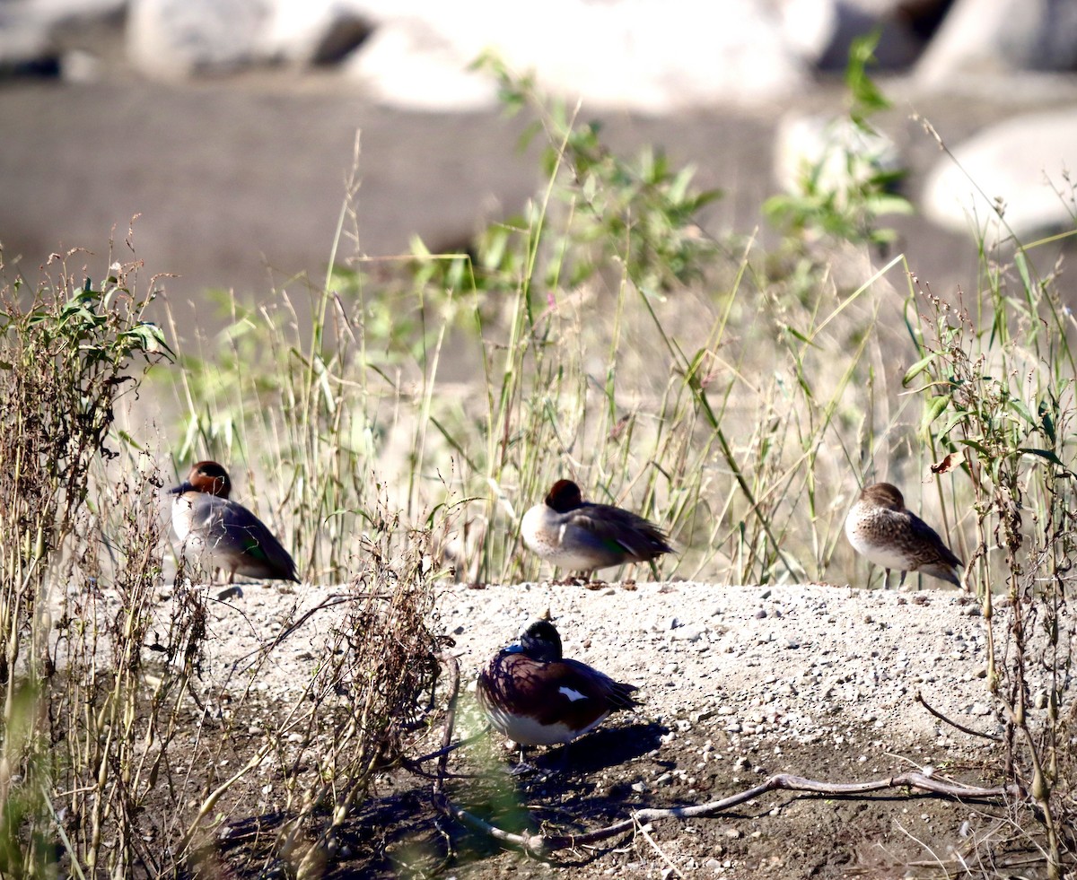 Green-winged Teal - ML644682146