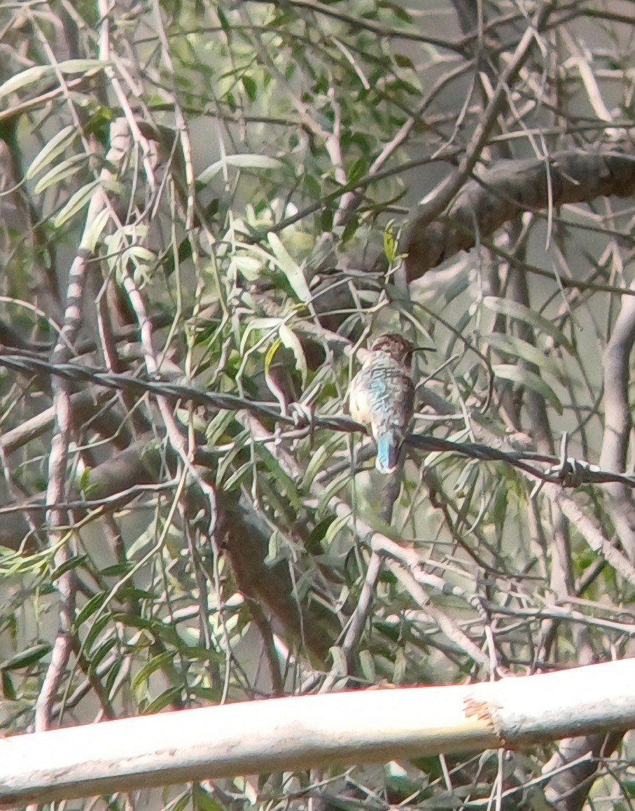 Purple-collared Woodstar - ML644682149