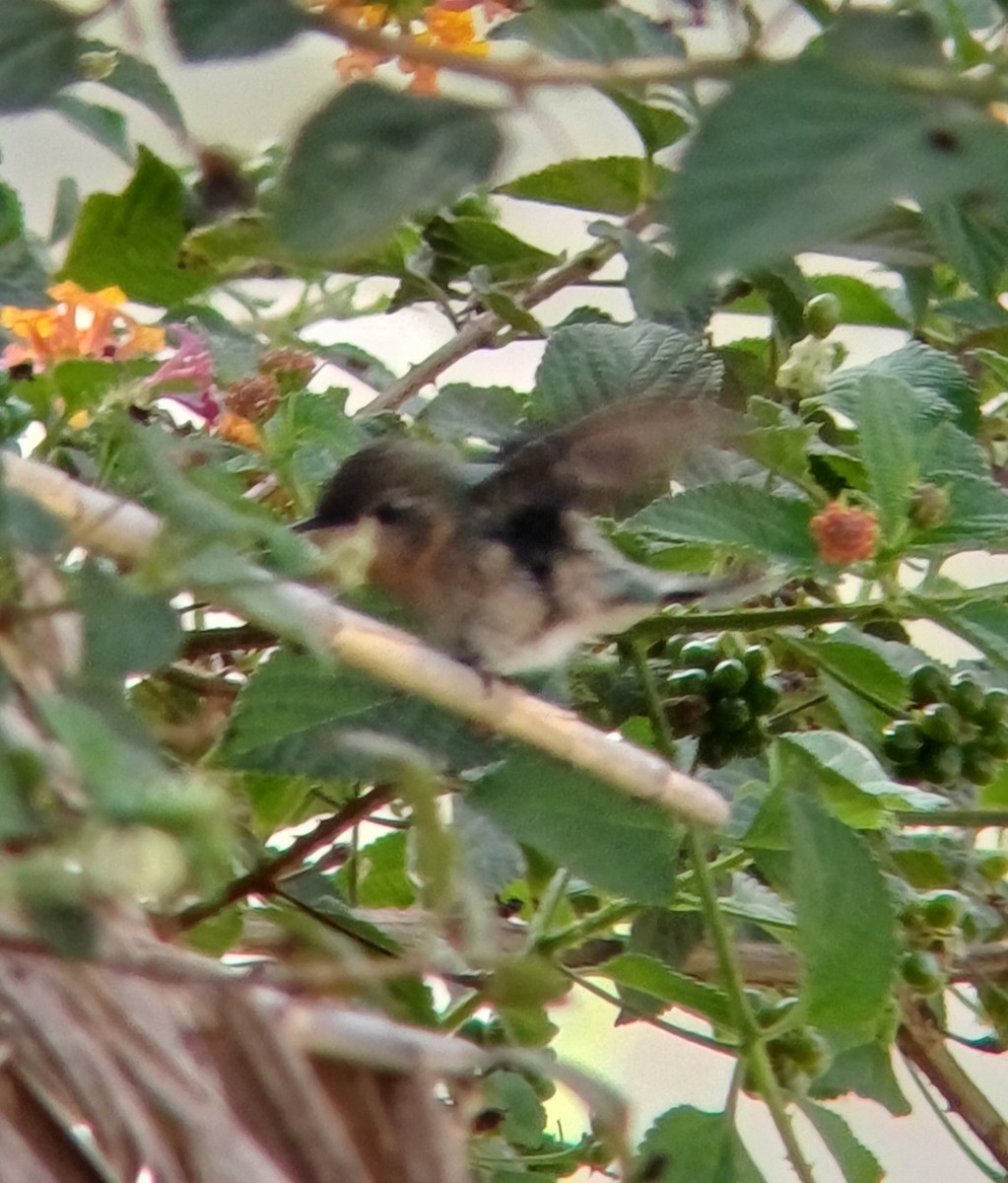 Purple-collared Woodstar - ML644682150