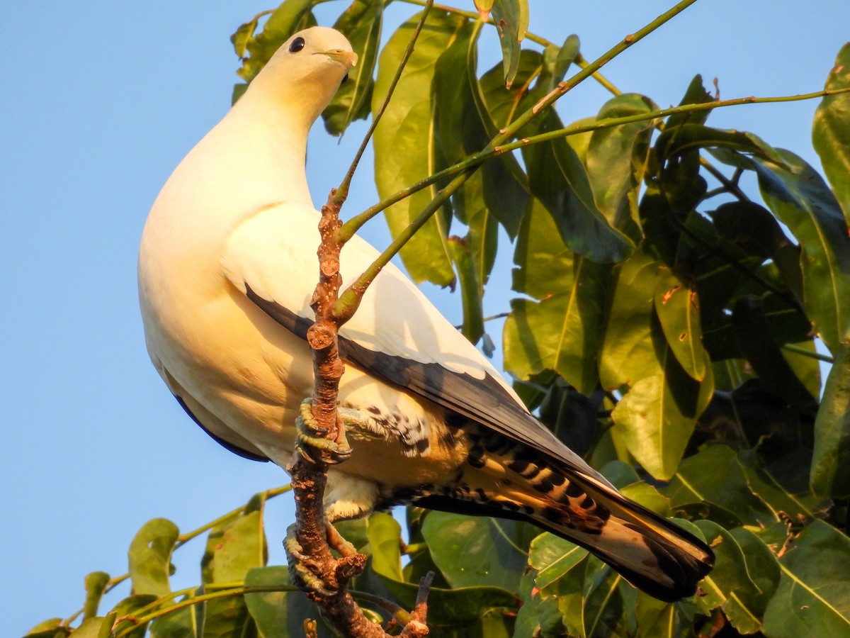 Torresian Imperial-Pigeon - ML644682151