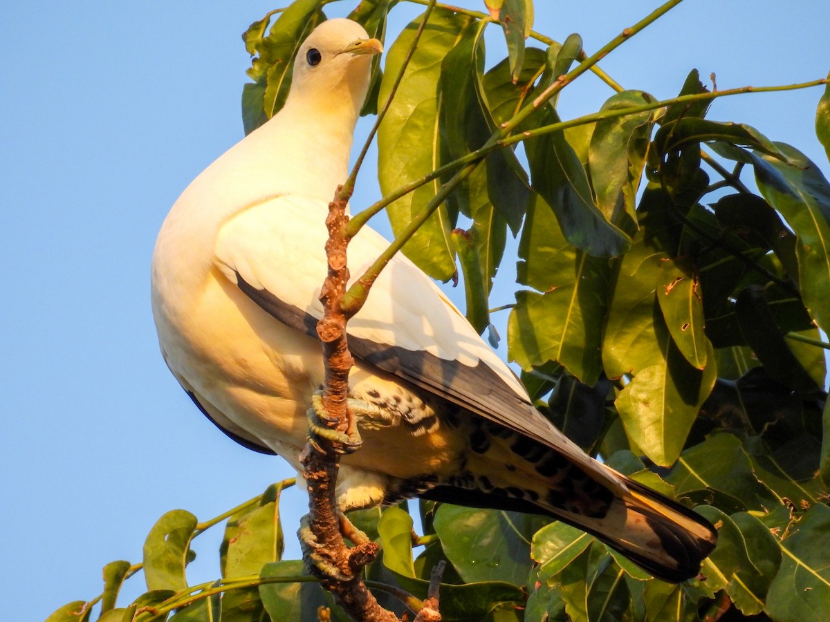 Torresian Imperial-Pigeon - ML644682152