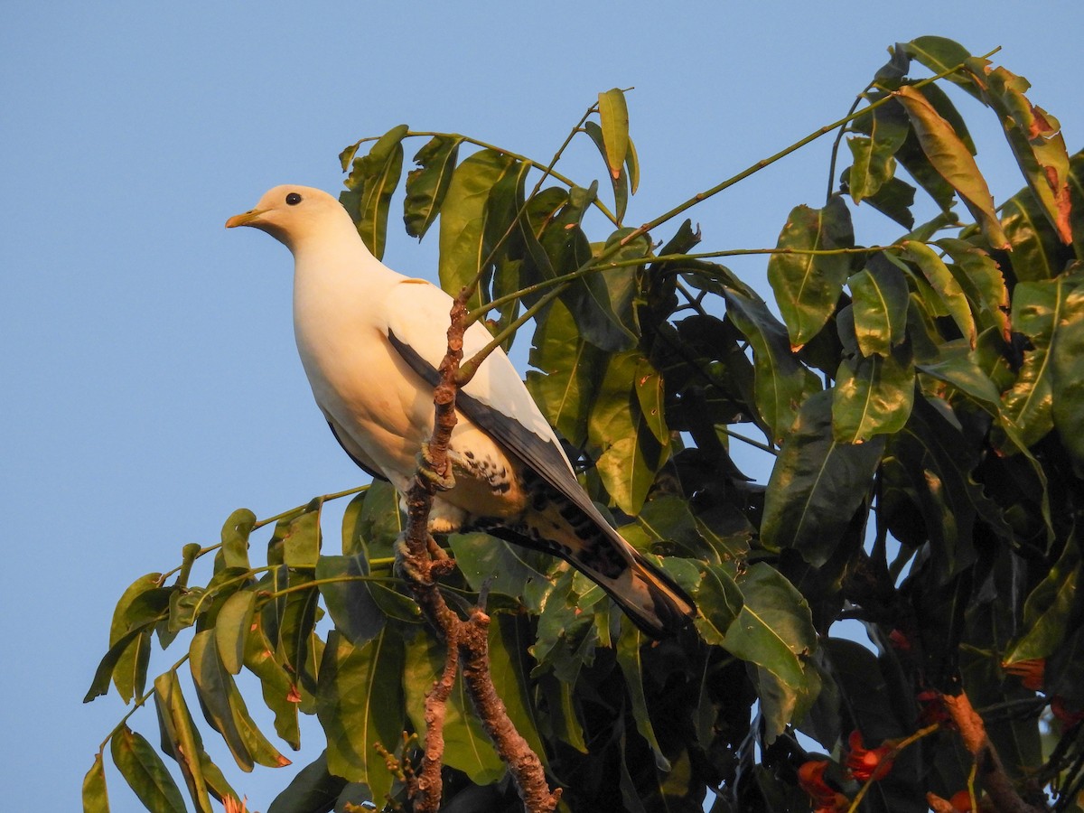 Torresian Imperial-Pigeon - ML644682153