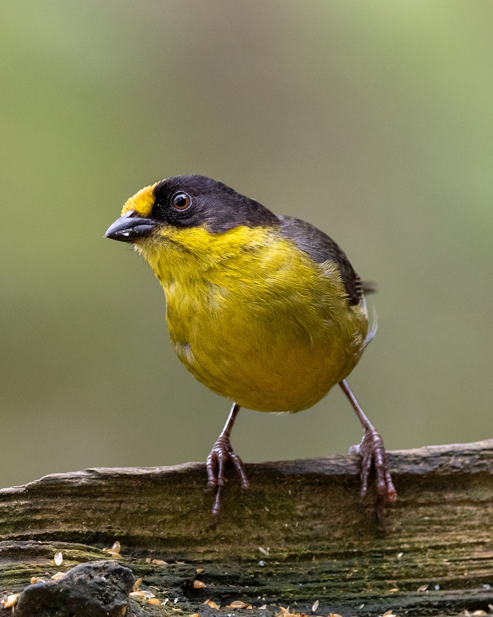 Pale-naped Brushfinch - ML644682156