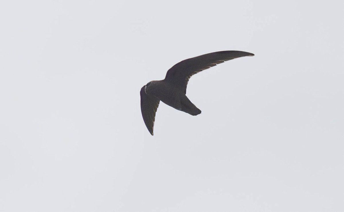 Black Swift - ML644682159