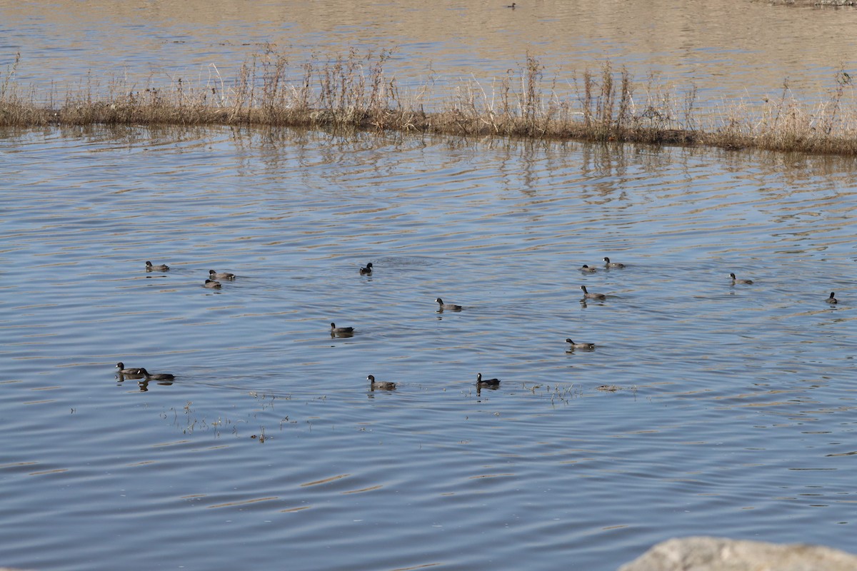 American Coot - ML644682160