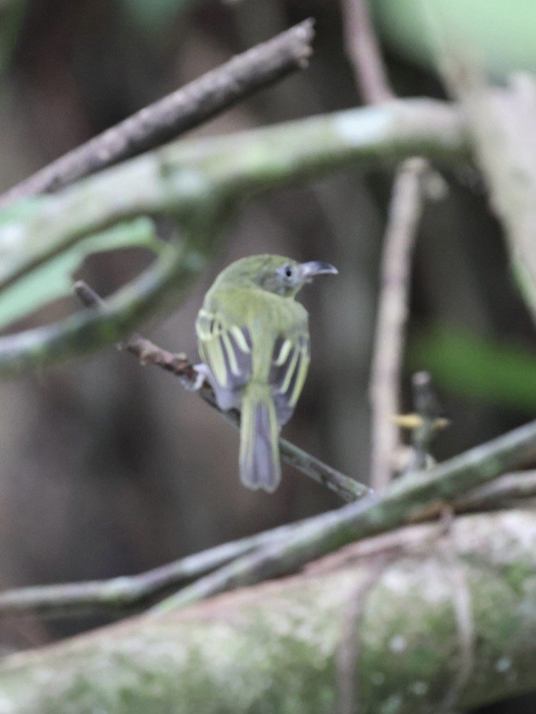 Southern Bentbill - ML644682161