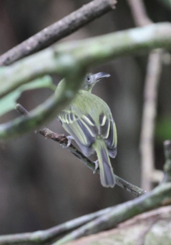 Southern Bentbill - ML644682162