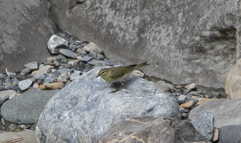 עלווית אפורה - ML644682168